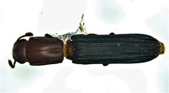 Colydium nigripenne
