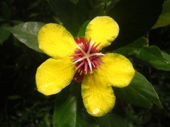 Dillenia sibuyanensis