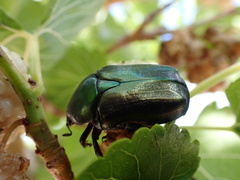 Protaetia angustata