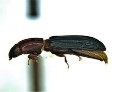 Colydium nigripenne