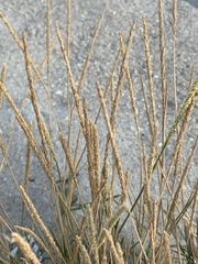 Poaceae