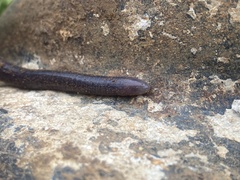 Dermophis occidentalis