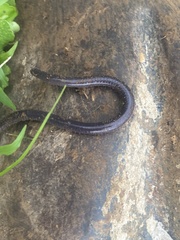 Dermophis occidentalis