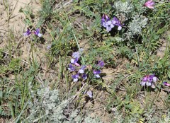 Lathyrus polymorphus