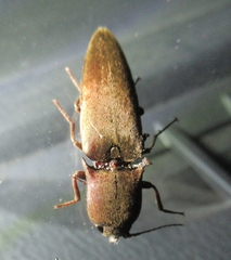 Orthostethus infuscatus