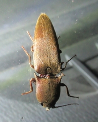 Orthostethus infuscatus