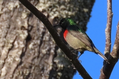 Cinnyris chalybeus albilateralis