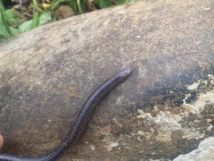 Dermophis occidentalis