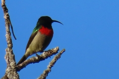 Cinnyris chalybeus albilateralis