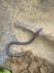 Dermophis occidentalis