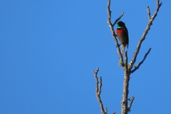 Cinnyris chalybeus albilateralis