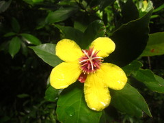 Dillenia sibuyanensis