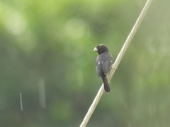 Sporophila corvina