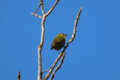 Cinnyris chalybeus albilateralis