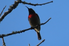 Cinnyris chalybeus albilateralis