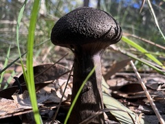 Cortinarius kioloensis