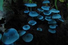 Clitocybula azurea