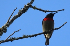 Cinnyris chalybeus albilateralis