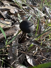 Cortinarius kioloensis
