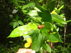 Dillenia sibuyanensis