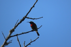 Cinnyris chalybeus albilateralis