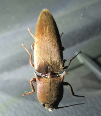 Orthostethus infuscatus