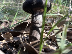 Cortinarius kioloensis