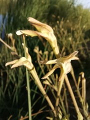 Nicotiana repanda