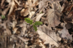 Torminalis glaberrima