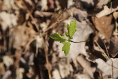 Torminalis glaberrima