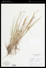 Carex lenticularis