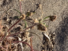 Plantago arenaria
