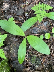 Clintonia uniflora