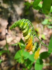 Lathyrus aureus