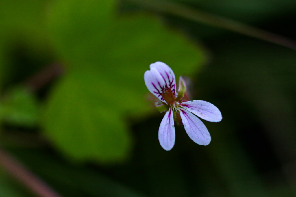Pelargonium mossambicense