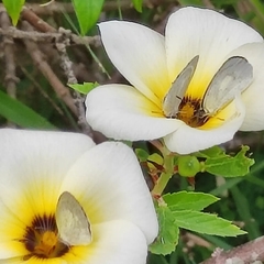 Lepidoptera
