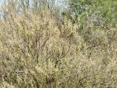 Tamarix parviflora