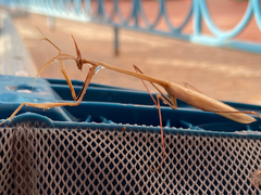 Hypsicorypha gracilis