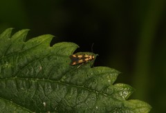 Stathmopoda pedella