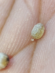 Armadillidium album