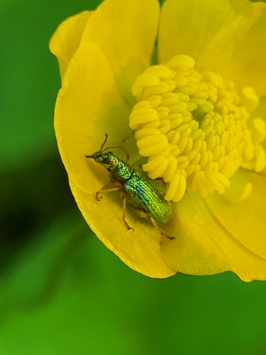 šupináčik (Phyllobius)