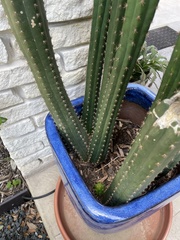 Trichocereus macrogonus