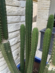 Trichocereus macrogonus