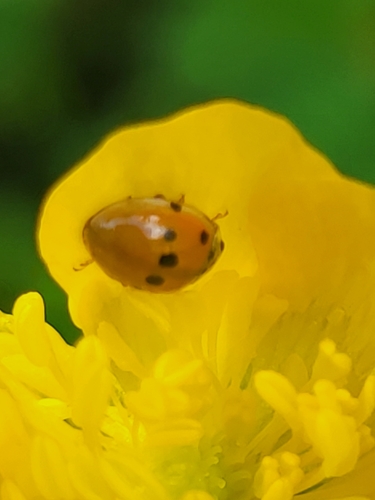 lienka desaťbodková (Adalia decempunctata)