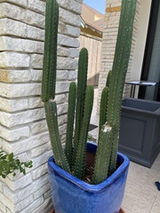 Trichocereus macrogonus