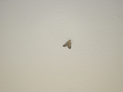 Dasyblemma straminea