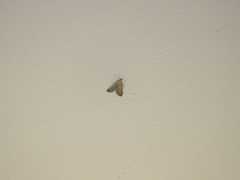 Dasyblemma straminea