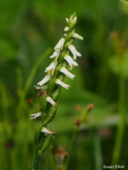 Spiranthes lucida