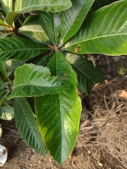 Eriobotrya japonica
