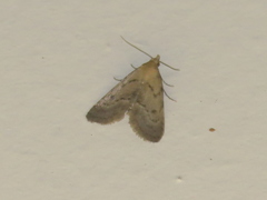 Dasyblemma straminea